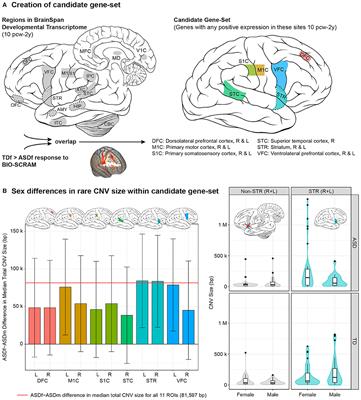 Signaling Pathways and Sex Differential Processes in Autism Spectrum Disorder